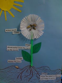 a bulletin board with parts of a flower