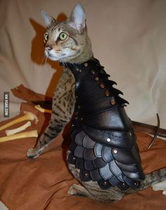 a cat is dressed up like a armor and sitting on a table next to bones