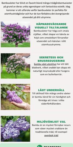 the different types of lila flowers are shown in this info sheet, which includes information on how