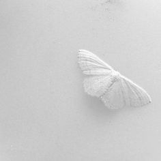 a white butterfly sitting on the ground