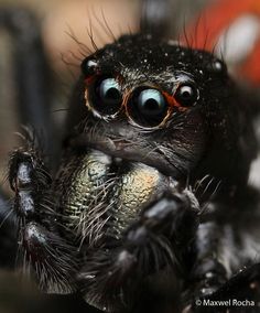 a close up shot of a black spider's face and legs with eyes wide open