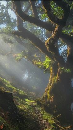 the sun shines through the mossy trees