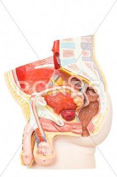 the anatomy of the human head and neck on a white background with clippings