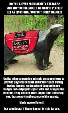 Friday Funny Images, Honey Badger, Friday Humor, Animal Companions, E Card, Work Humor