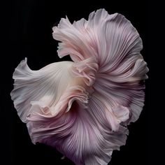 a pink and white flower on a black background