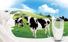 two cows are standing in the grass near a glass of milk and a splash of water