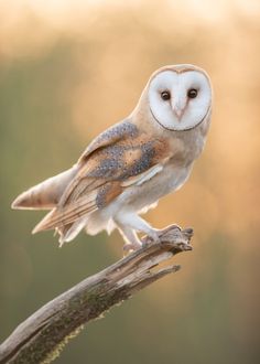 an owl perched on top of a tree branch