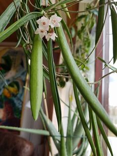 some green beans hanging from a plant with white flowers