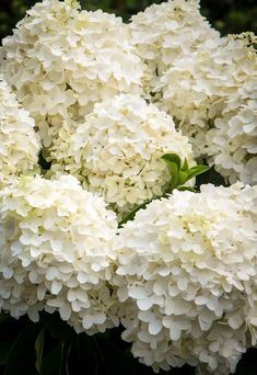 white flowers are blooming in the garden