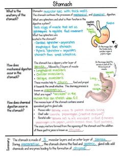 an image of stomach diagram with information