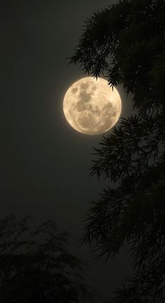 the full moon is seen through some trees