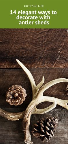 an antler's head and two pine cones on top of a wooden table