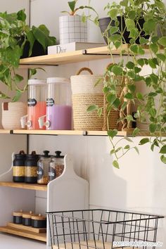 some plants are growing in baskets on shelves