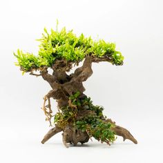 a bonsai tree with green leaves on it's branches and roots in front of a white background