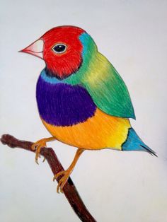 a drawing of a colorful bird sitting on a tree branch, with one eye open