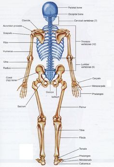 the skeletal skeleton and its major bones are labeled in this diagram, with labels on each side