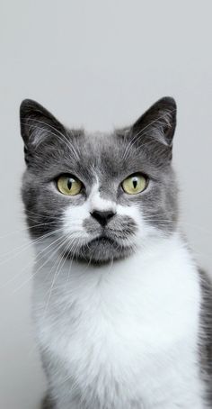 a gray and white cat with green eyes