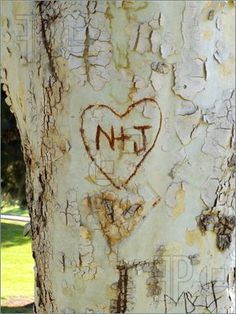 graffiti on the bark of a tree that has been vandalized with initials and hearts