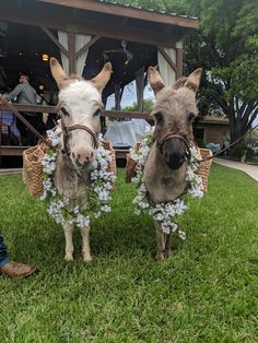 two donkeys dressed in flower leis standing next to each other on the grass