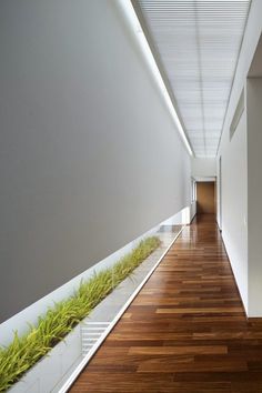 the instagram page for instagram com shows an image of a long hallway with grass growing on it