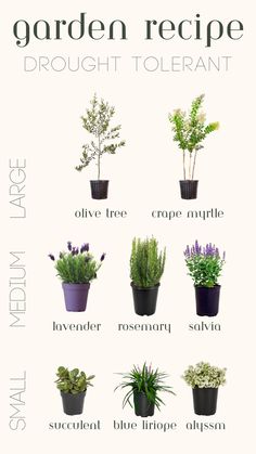 Trees, flowers and small plants for a drought-tolerant garden Rosemary Garden, Mediterranean Garden Design, Plants In Pots, Drought Tolerant Garden, Water Scarcity, Lavender Garden, Deck Decorating Ideas, Water Wise, Mediterranean Garden