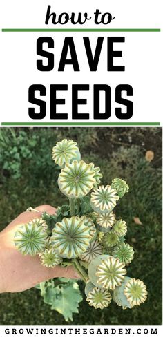 a hand holding green plants with the words how to save seeds