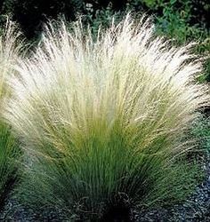 two tall grass plants sitting next to each other on a field with bushes in the background