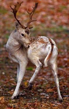 a young deer standing in the grass with it's head on its hind legs