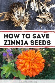 an orange flower with the words how to save zinna seeds