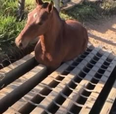 a brown horse laying on top of a metal grate