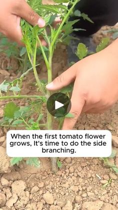 someone is picking up the first tomato flower from their garden, and it's time to do the side branching