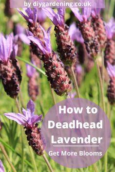 lavender flowers with text overlay how to dead head lavender get more blooms