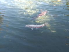 three fish swimming in the water near each other and one is white with red writing on it