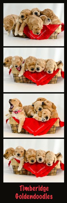 three pictures of puppies in a basket with red ribbon around their necks and the caption reads, timberdale goldendoodles