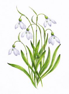 a drawing of some white flowers with green stems