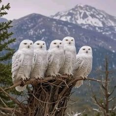 five white owls sitting on top of a tree branch in front of a snowy mountain