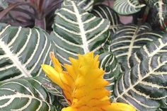 a yellow and white flower surrounded by many green leafy plants in a garden area