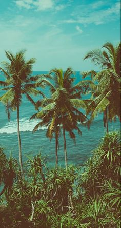 palm trees and the ocean on a sunny day