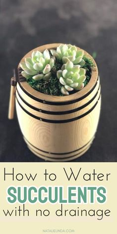 succulents in a wooden container with text overlay how to water succulents with no drainage