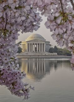 the jefferson memorial is surrounded by cherry blossoms