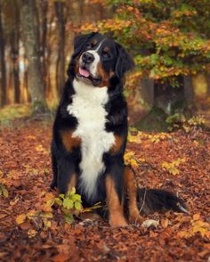 a dog is sitting in the leaves outside