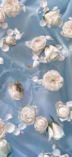 white flowers floating in water on a blue background