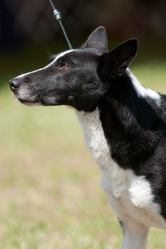 a black and white dog standing on top of a grass covered field