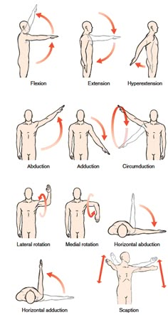 an image of different postures in the body