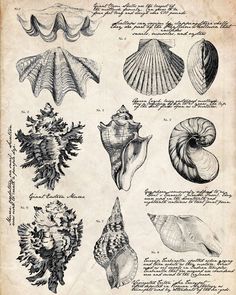 an old book with sea shells on it