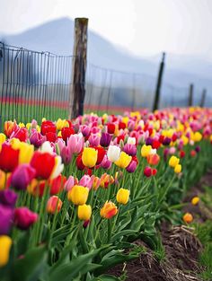 Tulip Planting Ideas: Colorful Blooms Along a Fence Tulip Tree Landscapes, Tulip Landscape Wallpaper, Flower Field Tulip, Multi Colored Tulips, Yellow Tulips With Sunset, Mountain Silhouette