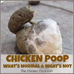 chicken poop what's normal and what's not