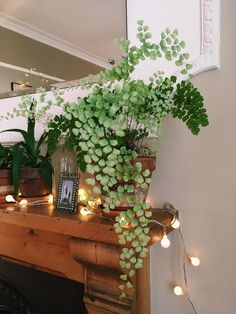 a potted plant sitting on top of a wooden table next to a fire place