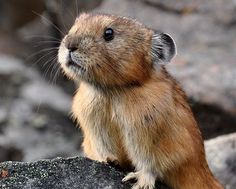 a small rodent sitting on top of a rock