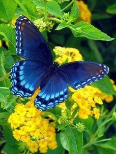 a blue butterfly sitting on top of yellow flowers